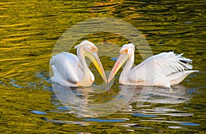 A pair of adult great white pelicans in a lake