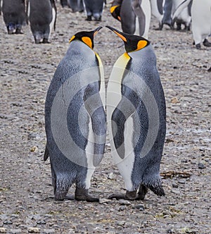 Pair of adult king penguins performing mating movements