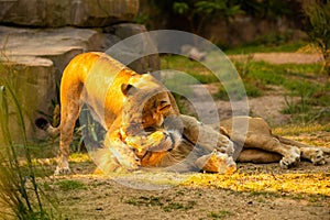 Pair adult Lions playing in zoological garden photo