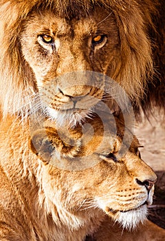 Pair of adult Lions. PredatorÃÂ´s love and care