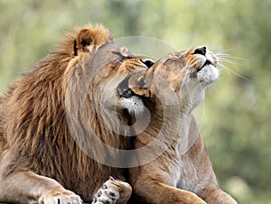 Pair of adult Lions in zoological garden