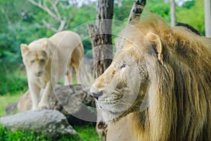 Pair adult Lions in zoological garden