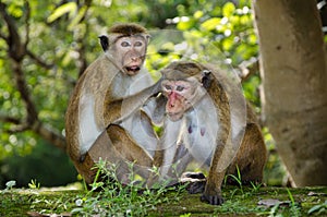 Pair of adult macaques Bonnet