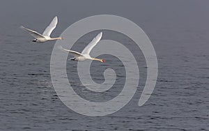 Pair of adult Mute swans flies in sync over foggy grey waters in autumn season