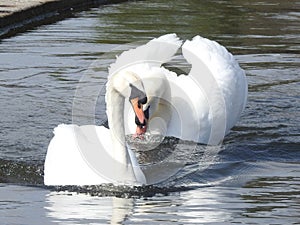 Pair of adult mute swans with long orange closed beaks is swimming in water.