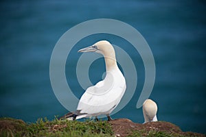 A pair of adult Northern Gannets