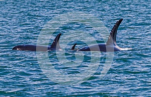 Pair of adult orcas and one baby swimming in Glacier BayÃ¯Â¼Å Alaska. photo