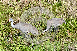 Pair of adult Sandhill cranes (Antigone canadensis) foraging in long grass with young chick in tow