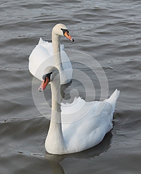 Pair of adult white mute swans Cygnus olor afloat
