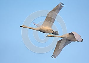 Un par de un adulto cisnes en el cielo azul común 