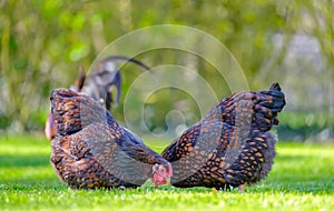 Pair of adult Wyandotte hens seen feeding from grains thrown onto a lawn.