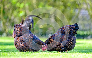 Pair of adult Wynadotte hens seen looking for food in a garden.