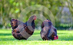 Pair of adult Wynadotte hens seen looking for food in a garden.