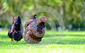 Pair of adult Wynadotte hens seen looking for food in a garden.