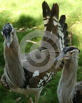 A Pair of African Bustards photo