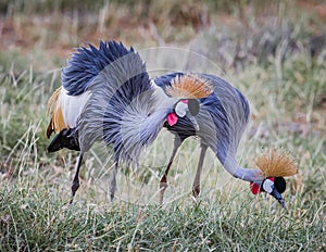 Pair of African Crown Cranes with bright orange headdresses, walk through grasses in Kenya