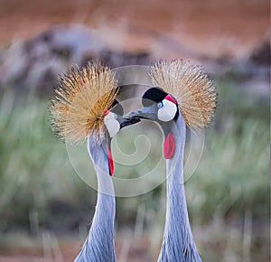 Pair of African crown cranes communicating in the wilds of Kenya