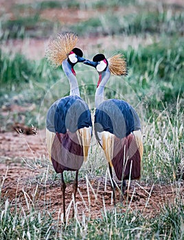 Pair of african crown cranes tapping beaks saying hello