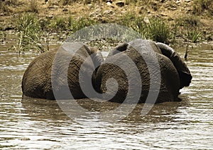 Two African Elephants