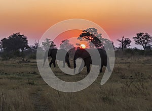 A pair of African elephants silhouetted against the setting sun in Botswana