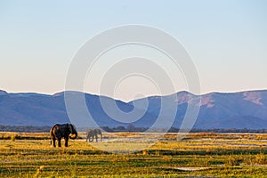 A pair of African Elephants walking in the Zambesi riverbed at sunset