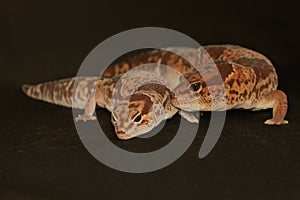 A pair of African fat tailed geckos are getting ready to mate. Selective focus with black BG.