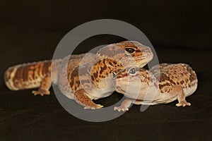 A pair of African fat tailed geckos are getting ready to mate. Selective focus with black BG.