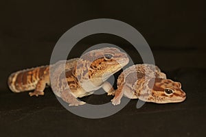 A pair of African fat tailed geckos are getting ready to mate. Selective focus with black BG.