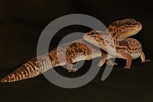 A pair of African fat tailed geckos are getting ready to mate. Selective focus with black BG.