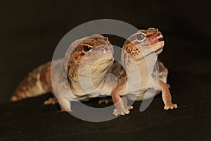 A pair of African fat tailed geckos are getting ready to mate. Selective focus with black BG.