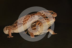 A pair of African fat tailed geckos are getting ready to mate. Selective focus with black BG.