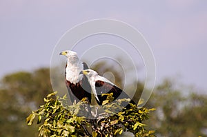 A pair of African Fish Eagles at the top of a tree