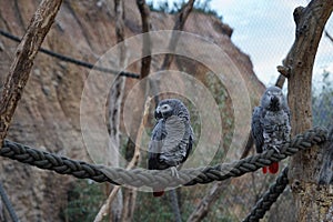 Pair of African grey parrots perched on a sail in a bird enclosure.