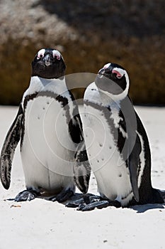 Pair of African (Jackass) Penguins