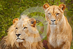 Pair of African lions, Panthera leo, detail of big animals with evening sun, Chobe National Park, Botswana, Africa. Cats in nature