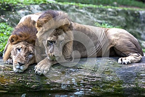 A pair of African lions relax at the Singapore Zoo in Singapore.