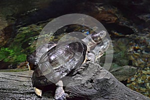 Pair of African Mud Turtles