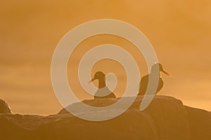 Pair of Oyster Catchers on rocks photo