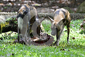 A pair of African Painted Dogs gnawing at a dead carcass of an animal they preyed on