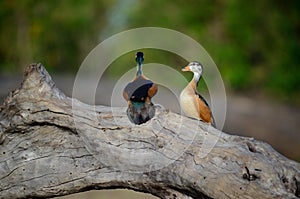 A Pair of African Pygmie Geese Perching on the Chobe River, Botswana