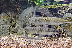 A pair of alligator gars swimming in opposite direction