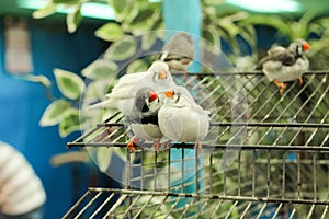A pair of amadin parrots sit on a cage