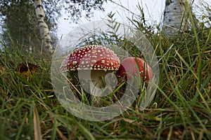 Pair of Amanita mushrooms