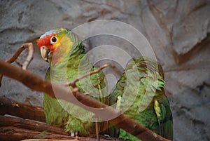 Pair of Amazon Parrots