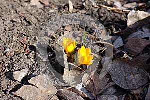 Pair of amber yellow flowers of Crocus chrysanthus