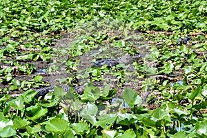 Pair of American alligators (Alligator mississippiensis) basking amongst aquatic vegetation in wetland