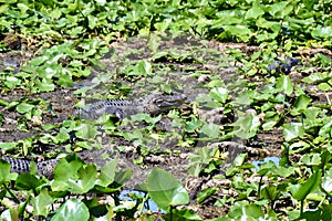 Pair of American alligators (Alligator mississippiensis) resting amongst aquatic plants in wetland