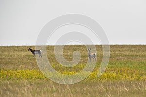 Pair of American Antelope on the Plains