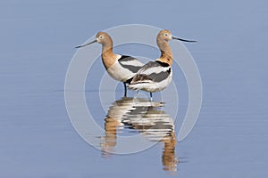Pair of American Avocets and reflection in a shallow lake - Nevada photo