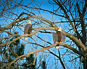 Pair of American bald eagles perched on branches